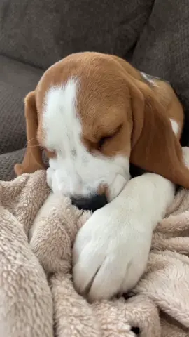 my little lover boy 🥰🐾🖤 #beagles #bogeythebeagle #showbeagle #beaglepuppies #cutepuppy #beagle #beaglepuppy 
