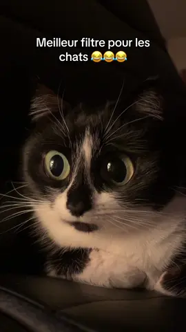 Elle me tue 😂 #catsoftiktok #catfilterchallenge #animaux #drole #chaton 