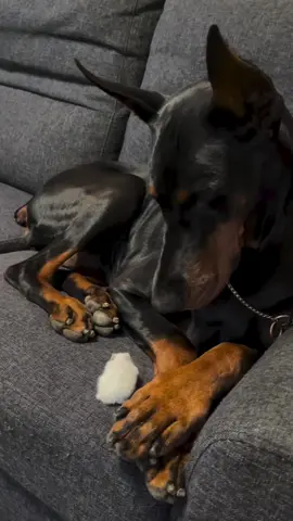 #Repost @attack_on_baby ・・・ イルザと毛玉🐶🐹 #dobermann #dog #ドーベルマン #doberman