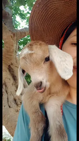 #goatlife #mygoat #goatbaby #😋🤤🐐❤🥰 #fypシ 
