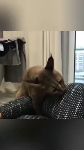 Part 32 #funny #animals #funnyanimals #videos #animal #pet #cat #dog