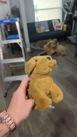 it works on my dogs 🤣🤣🤣 #dog #howtotiktok 