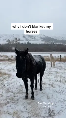 having 24/7 access to forage is the best way for them to stay warm. this varies for every horse though, some do need blankets! #onthisday #freefeeding #montana #winter #ranchlife #solotraveler 
