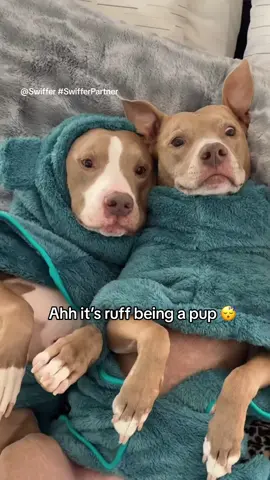 @Swiffer Pet Sweeper and Duster are a game changer! We were able to help dad clean up without getting our paws dirty 🐾😆 #SwifferPartner #HolidayCleaning  #cleaningtiktok #fyp #pitties #cute #dogs 