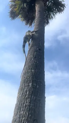 Is it just me… or is this the actual lizard they based the movie “Leo” off of??? 🤔 #Stackz954 #FloridasFavorite #ExoticExpress #Florida #Iguana 