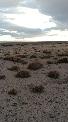 #صيد_الأرنب_بالسلوقي_العربي_#تحياتنا لصيادة🇩🇿🇩🇿🇩🇿🥰