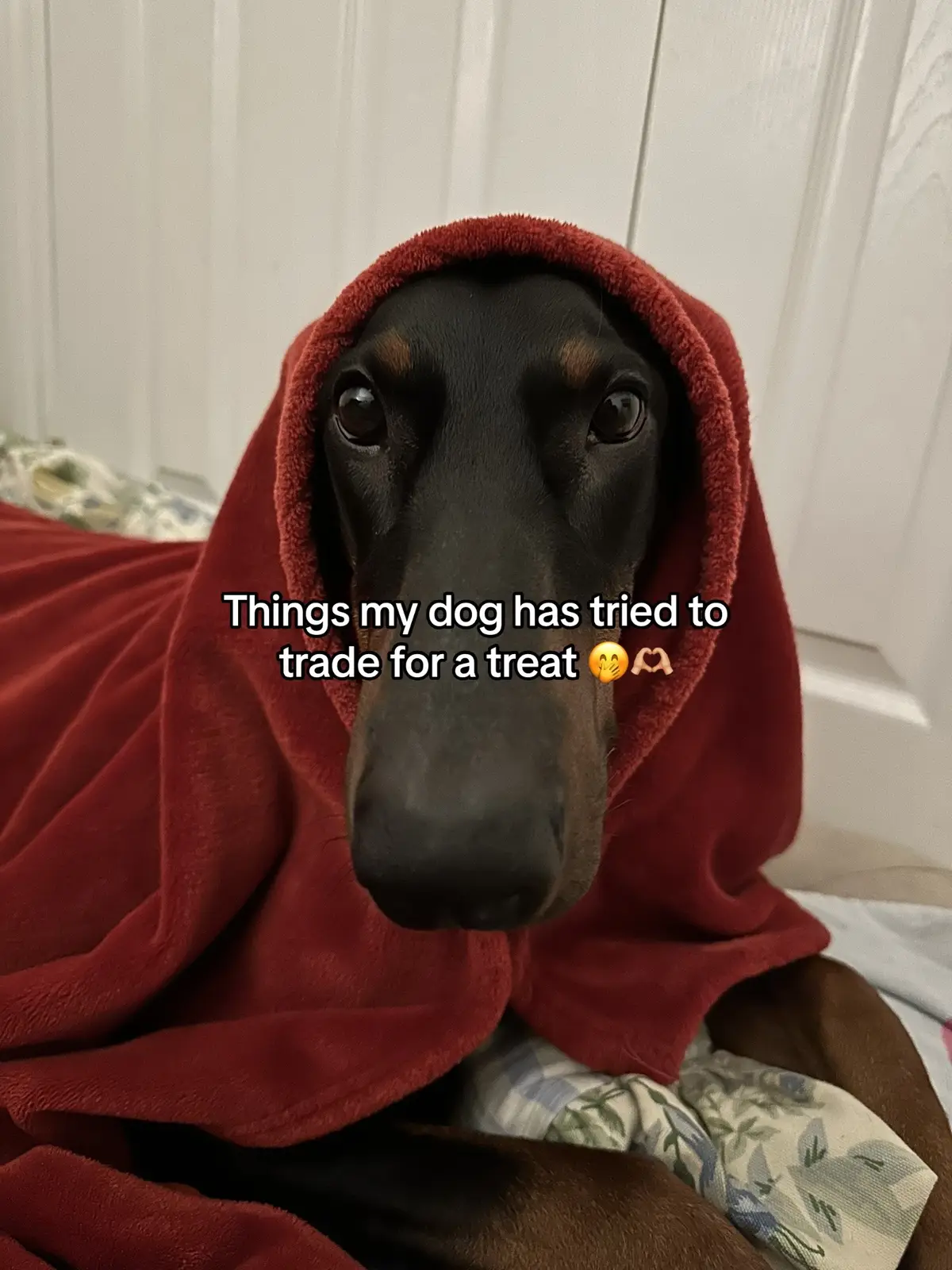 You can call her a business women!! #doberman #dobermanpinscher #dobermans_of_tiktok #dobermanpuppy #dogsoftiktok 