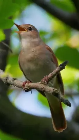 Nyanyian Burung Sikatan Londo