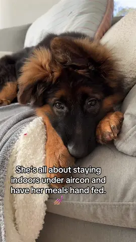 She’s shook! #spoiltpuppy #puppytok #puppylove #puppylife #germanshepherd #germanshepherdpuppy #gsdpuppy #trending 