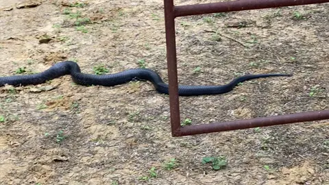 Serpiente rey mexicana #snakes #wildlife #naturalezaporelmundo 