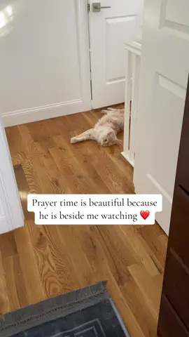 It’s a beautiful bond 🐈 #catsoftiktok #catlover #kitty 