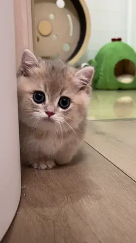Chân ngắn đáng iuuuu#mèo #cat #xuhuong #trend #meoxinh #mèocondễthương 