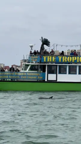 saw some pretty cool dolphins today 🐬🥹