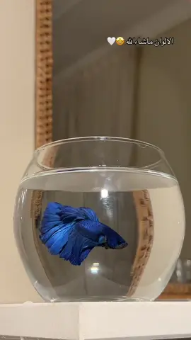 #هدايا #سمك #جده_الان #مسابقة #مسابقات #جده_الان #جده #هدايا_جدة #فايتر #اكسبلور #اسماك_زينة #تنسيق #هدايا_تخرج #هدايا_حب #ورد #بيع_اسماك_جده #جملة #هدايا_فخمه #فايتر_جملة #اكسبلورexplore #هدايا_ورد #فازات_سمك #جدة#ترند_تيك_توك #جملة #فايتر_جمله#فايتر#اسماك #الشعب_الصيني_ماله_حل😂😂 