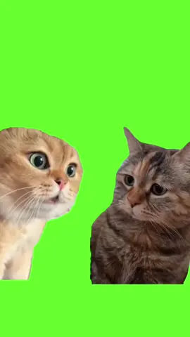 two-cats-talking-meme-green-screen #funy  #funnyvideos  #funnymemes