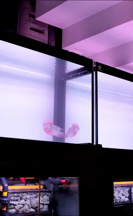 P.1 Giới thiệu Bộ combo Hồ công nghệ chơi cá La Hán 