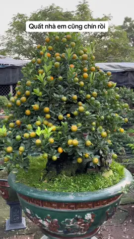 Bộ đôi tác phẩm tích tụ phát lộc chào xuân 2024 . Quý khách mua hay thuê trưng tết liên hệ : 0972358885 ( nghệ nhân Trương Ngọc Xuân )