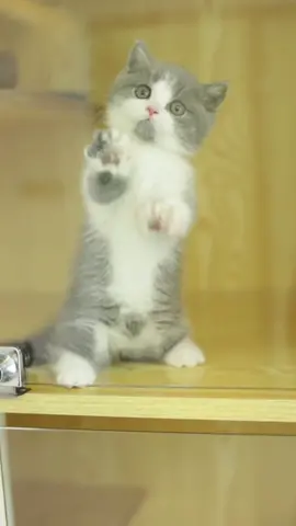 Have a dance!#pets #cat #cute #fyp 