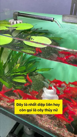 Loại cây này vừa đẹp mà lại có ích cho bể cá, đáng tiền nha #aquarium #tuanaquarium #fish #fyp #viralvideo