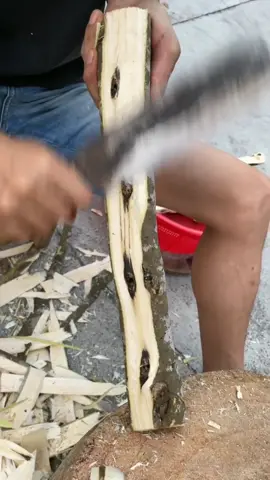 Removing the white fibers from Kynam agarwood tree, leaving behind the black, entirely natural agarwood resin. #Agarwood #Agarwoodtree #Kynam #Kynamtree #KynamAgarwood #Qinan #Chenxiang #QinanChenxiang #沈香 #沈香樹 #奇楠沉香 #奇楠 #棋楠 #棋楠沉香 #种植奇楠沉香 