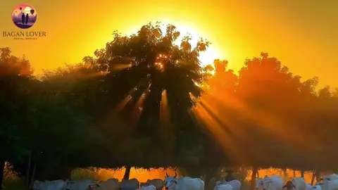 သစ်ပင်ကြားက ဖောက်ထွက်လာတဲ့  Ray တန်းတွေရယ် အိမ်ပြန်ချိန် နွားအုပ်လေးရယ် 🐮 ဒီမြင်ကွင်းလေးက တစ်မျိုးလေးလှတယ် 🖤 #foryou  #bagan  #Baganlover 