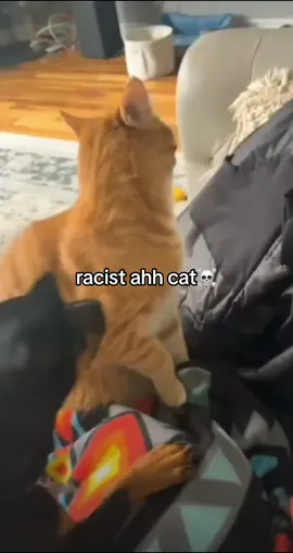 based ahh cat #maxdedawg #funny #hoodmemes #meme #everythingfake #igreels #blud #fake #bro 