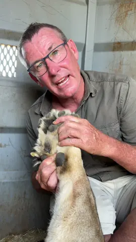 Incredible how large & powerful a lions paw is - this was during a translocation between game reserves! 🙌🏼 #tiktok #ivancarter #lion #fyp #conservation #viral #animal 