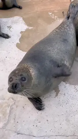 Why do seals like belly pats? #animal #fpy #seal#belly