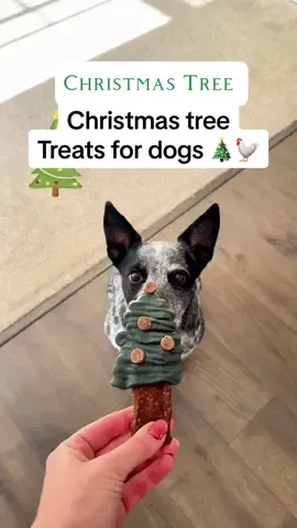 Christmas tree treats for dogs!! These dog treats are full of vitamins and great allergy fighting properties from the Spirulina plus they taste good!!  #dogtreatsrecipe #dogtreatshomemade #treatsfordogs #DogTraining#dogvitamins #dogmusthaves #frozendogtreats #easydogtreats #dogtreats#healthiestdogtreat #dogbreathfreshener #easydogtreatrecipes #bestdogtreats #dogswithalergies #christmascookies 