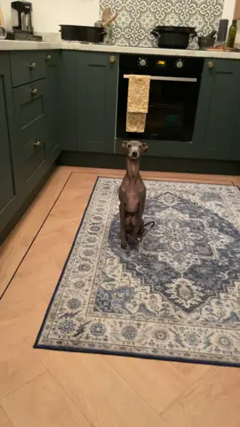 Little knobbly knees #cute #sit #sitting #knobblyknees #italiangreyhound #iggie #italiangreyhounds #dogs #skinny #adorable #fyp #pets 