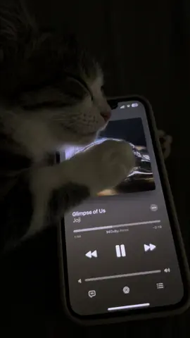 #glimpseofus #joji #cat #music #viral #viralvideo #foryou #foryoupage #foryoupageofficiall 