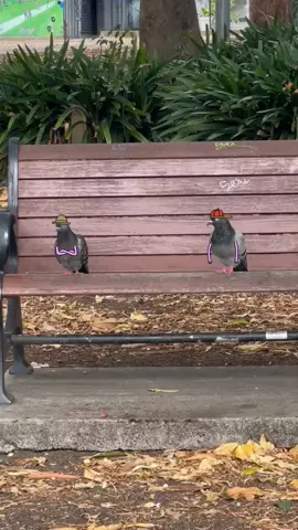 Dont do crumbs #pidgeon #fypシ 