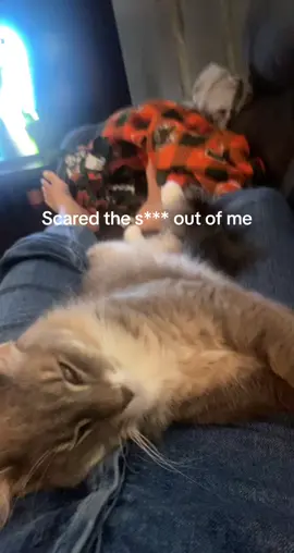 I thought she was dead 😫🥴 #soscary#deepsleepingcat#fyp
