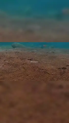 Cận cảnh trắm đen quấn ổ ăn ốc này anh em. Anh em xem tham khảo và tìm cách đánh sao cho hiệu quả nhất nhé ! #fishing #fish #fishtok #fishinglife #fisherman #fishingtiktoks #fishtank #câucá #câucagiaitri #câulure #câulurecaloc #câulurecáchẽm #câulurecálóc #câu #cauca #locbong #locbongthai #locvayxanh #lure #lurefishing #caudai #caucagiaitri #cauca #caucatunhien #caucafisshing #caucachep #caurophi #câucasông #Master2023byTikTok #xuhuong #xu #xuhuongtiktok #xuhuong2023 #xuhuong2022 #xuhuongtiktok2023 ##trending #top 