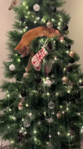 Cats + Christmas 🎄😼 #christmascat #cats #christmastree #kittens #funnycat #catsandchristmastrees #funnypets #pets 