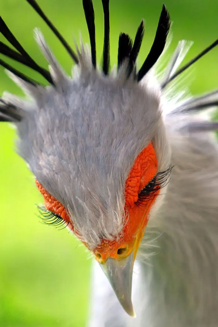 #Secretarybird #cuntybird 
