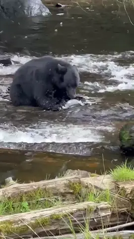 Black bear in Alaska feeds on salmon eggs #bear #alaska #wildanimals #fypシ