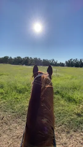 #ويسترن_ڤالي #خيل #اسطبلات #فارس #فارسة_خيل #خيالة #الرياض #السعودية🇸🇦 #فارسة #بوليفارد_الرياض #بالحب_اتجمعنا_😍❤️✋ #فاعليات_الشتاء #فاعليات_الرياض #@Western valley 🐎 