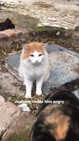 The everyday life of cats and people is always surprisingly interesting 🥰🤣 #cat #cats #cutecat #catlover #catsoftiktok #fyp #foryou #foryoupage #funny #fypシ #funnycat #funnyvideos #funnytiktok #funnyanimals #kitty 