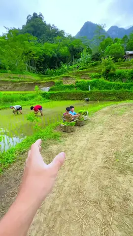 delicious bibit padi #longervideos #bibitpadi 