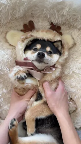 Merry Christmas!! #dogsofttiktok #cute #littlemanyu #shiba #shibainu #asmr 