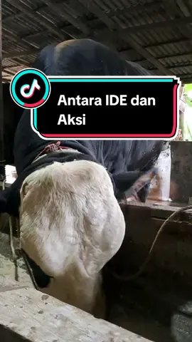 Nyombor dulu persiapan kontes‼️ #peternakmuda #sapijumboineonesia #peternaksapiindonesia🇲🇨 #salamngaritindonesia #farmproject #fypシ゚viral #fypシ #sapi #peternakan 