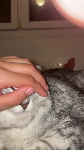 Chipi chapa chapa