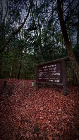 Did you spot it? 👀  #aokigahara #japan #horroredit 🇯🇵 