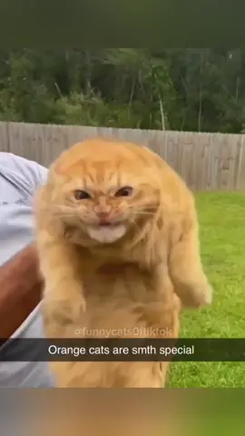 Part 27 | Orange cat behavior! Funny cat videos #funnycats #funnyanimals #funnypets