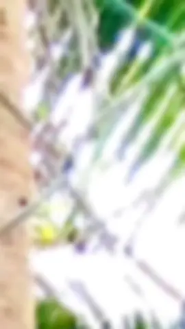 #srilanka #foryou #viral #fypシ #like #flowing #🖤🌻🤟🏼 #fyppppppppppppppppppppppp 