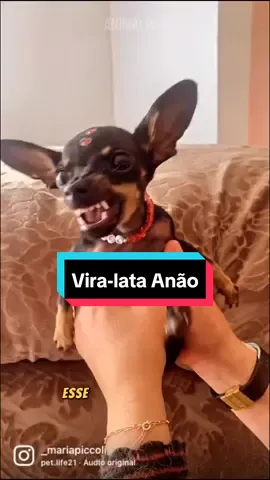 #animais #fypシ #pinscher 