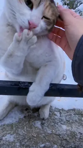 The moment the kitten's paw froze on the guardrail, she panicked#cat #cute #catvideos #catsoftiktok #fyp 