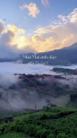 Hoa mai anh đào Sa Pa nở rồi đấy! Người hứa sẽ cùng cậu đi ngắm hoa ở đâu rồi? #sapa #maianhdao #maianhdaosapa #hoamaianhdao #sapalaocai #dicungyang 