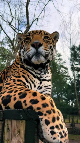 Stunning Tank man 🤩 #NOTpets #jaguar #jag #tank #teamtank #bigcat #bigcats #cat #cats #animal #animals #wow #stunning #fl #florida #fyp 
